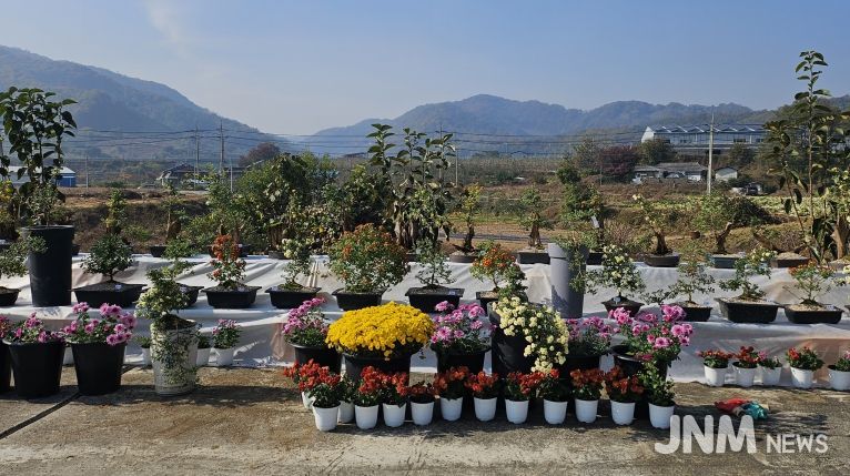 충주시 관산마을 국화전시회 개최(진열된 국화 사진)