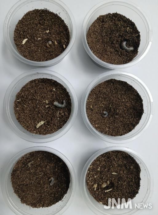 의왕 조류생태과학관, 멸종위기 두점박이사슴벌레 2세대 번식 성공