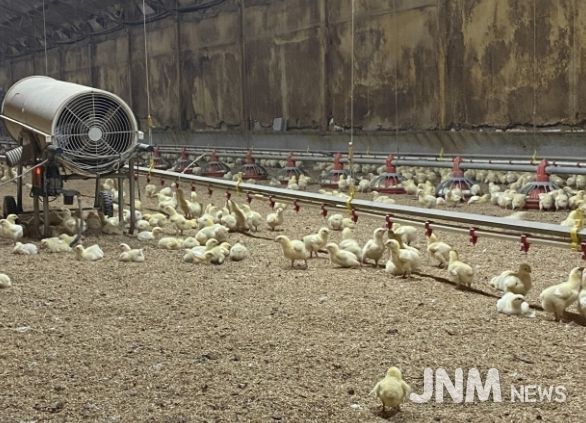 병아리 보온을 위한 열풍기 운영