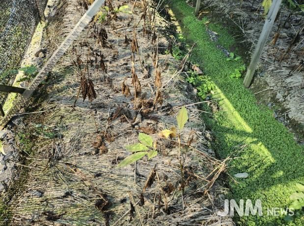 피해 인삼 농가