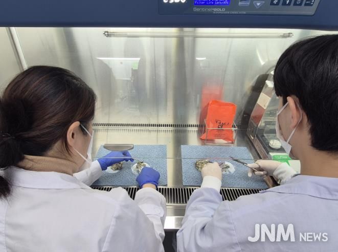 광주광역시, 생식용 굴 노로바이러스 안전성 검사