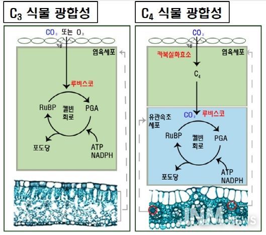 C3와 C4 식물의 광합성 경로 차이 모식도