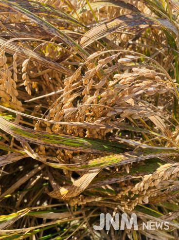 벼 깨씨무늬병 피해 사진