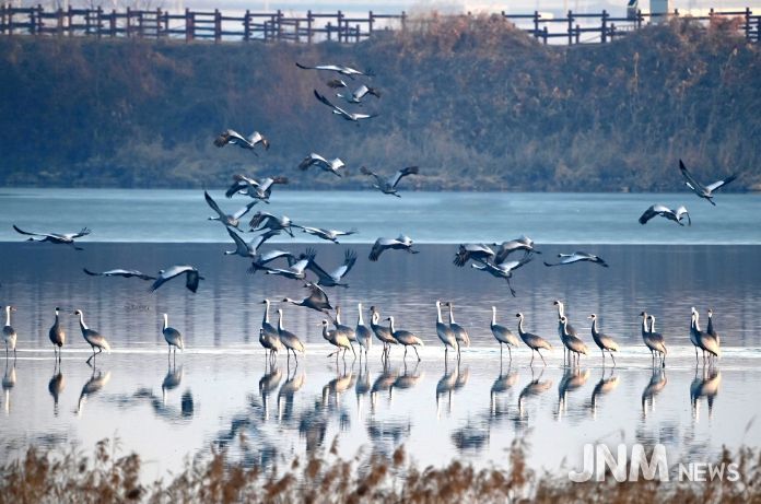 주남저수지 갈대섬 인근에서 재두루미가 쉬고 있다.
