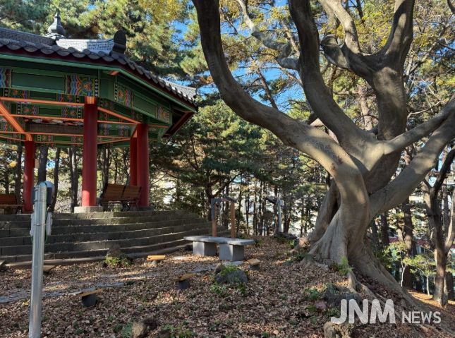 수령 100년 추정‘팽나무 연리목’