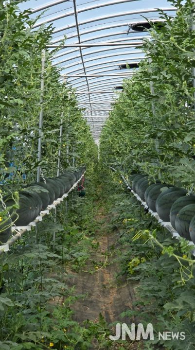 구례군, 수박 수직재배 시범사업으