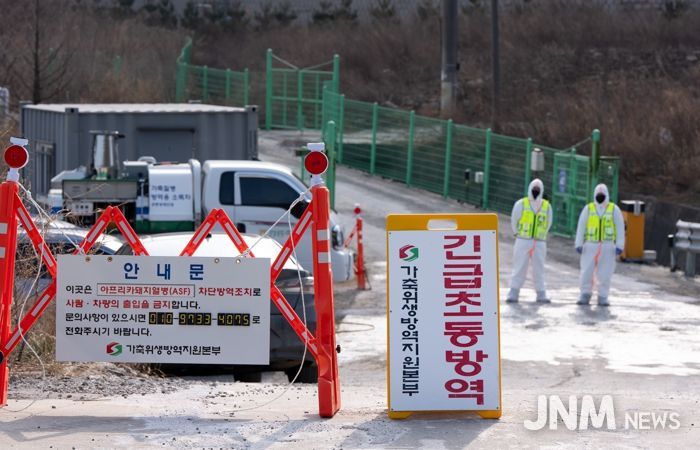 강릉시, 아프리카돼지열병(ASF) 확진에 재난안전대책본부 가동... 확산 차단 총력