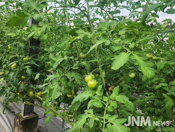 겨울철 토마토 병해 관리 철저 당부