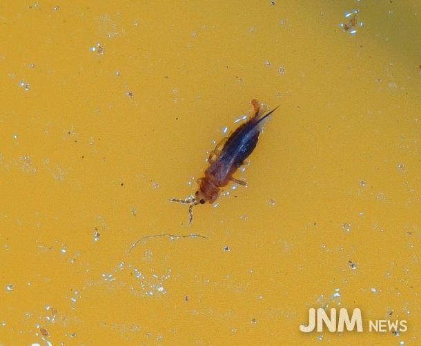 육묘 농가에서 칼라병 매개충인 ‘총채벌레’ 발생