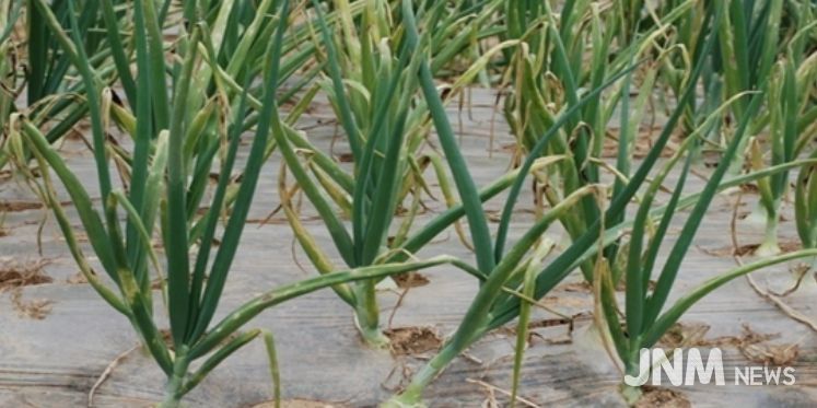 영광군, 양파 노균병 확산 예방 총력 대응